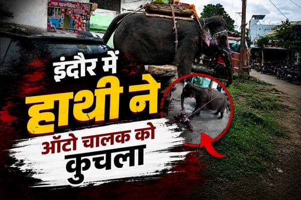 Indore Elephant Attack: इंदौर में हाथी ने ऑटो चालक को कुचला, इलाज के दौरान मौत